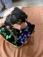 Butters, a female Border Collie and Pug for sale in Castle Rock, WA – 3 of 3