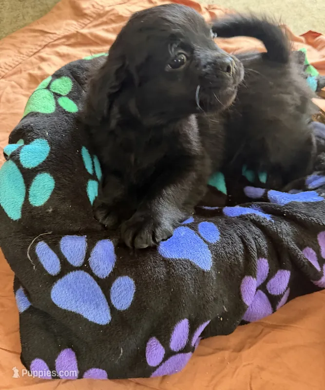 Kenny – Border Collie, Pug puppy for sale in Castle Rock, WA