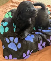 Kenny, a male Border Collie and Pug for sale in Castle Rock, WA – 1 of 1