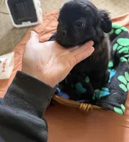 Heidi, a female Border Collie and Pug for sale in Castle Rock, WA – 2 of 3