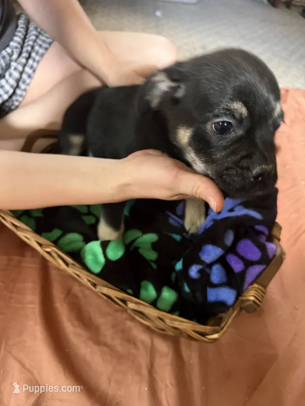 Butters – Border Collie, Pug puppy for sale in Castle Rock, WA