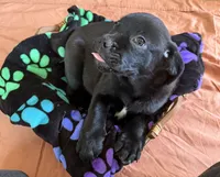 Kyle, a male Border Collie and Pug for sale in Castle Rock, WA – 2 of 3