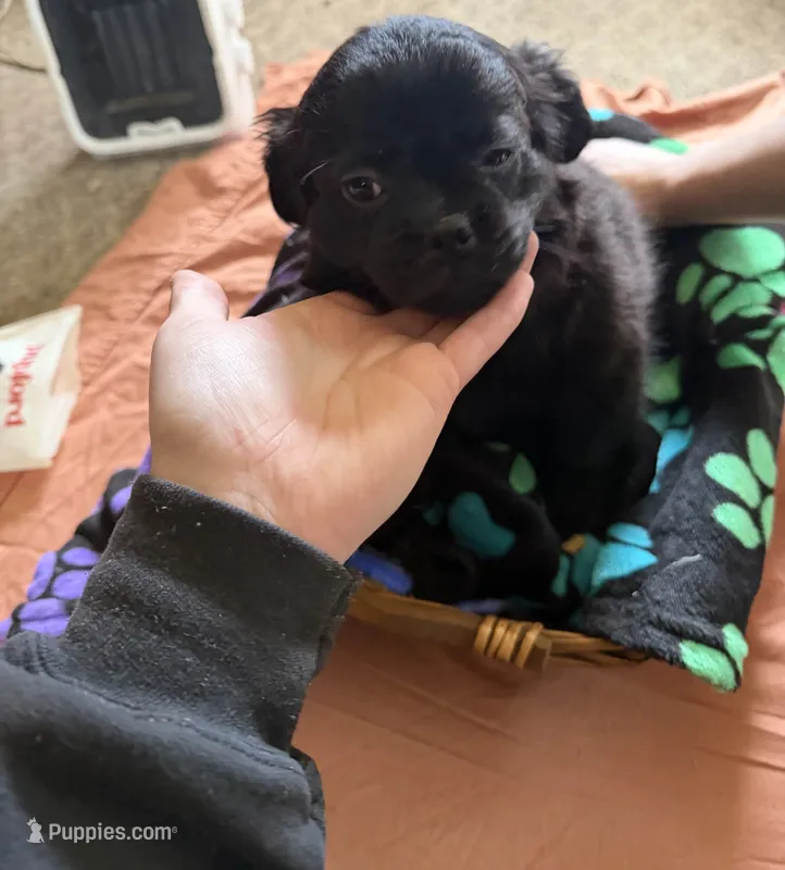 Heidi – Border Collie, Pug puppy for sale in Castle Rock, WA