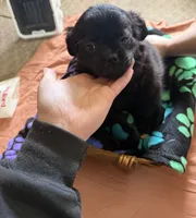 Heidi, a female Border Collie and Pug for sale in Castle Rock, WA – 1 of 3