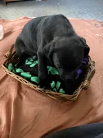 Chef, a male Border Collie and Pug for sale in Castle Rock, WA – 3 of 3