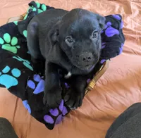 Kyle, a male Border Collie and Pug for sale in Castle Rock, WA – 3 of 3
