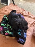 Princess Kenny, a female Border Collie and Pug for sale in Castle Rock, WA – 2 of 2