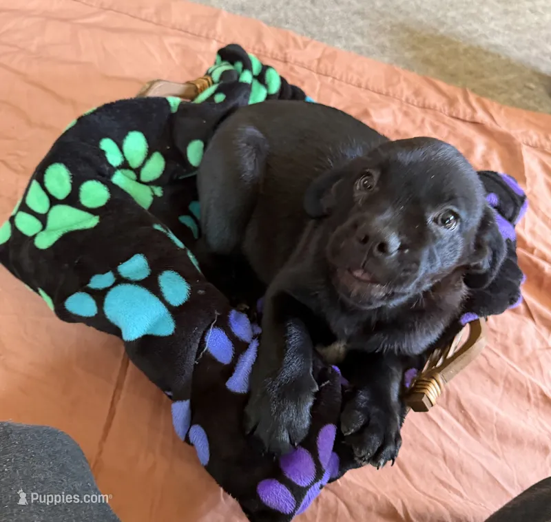Kyle – Border Collie, Pug puppy for sale in Castle Rock, WA