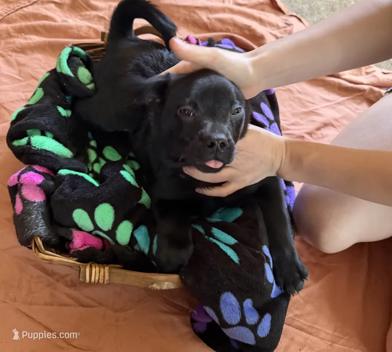 Princess Kenny – Border Collie, Pug puppy for sale in Castle Rock, WA