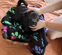 Princess Kenny, a female Border Collie and Pug for sale in Castle Rock, WA – 1 of 2