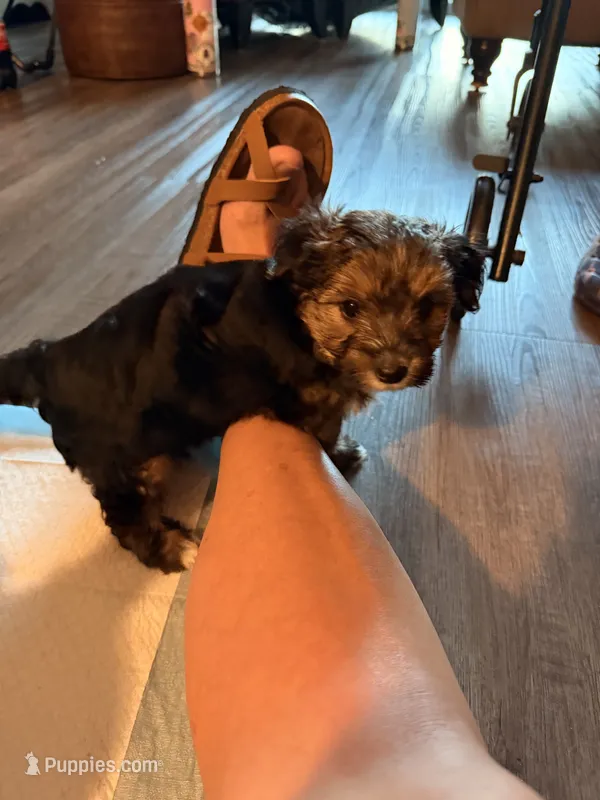Yorkie 1 – Yorkshire Terrier puppy for sale in Oregon, WI