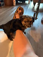Yorkie 1, a female Yorkshire Terrier for sale in Oregon, WI – 1 of 1