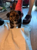 Puppy 2, a female Yorkshire Terrier for sale in Oregon, WI – 1 of 1