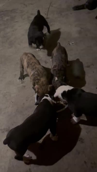 Facility video
