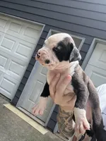 Oreo, a male Boxer and American Pit Bull Terrier for sale in Dallas, GA – 2 of 5