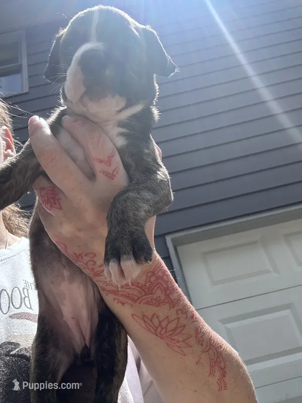 Lady – Boxer, American Pit Bull Terrier puppy for sale in Dallas, GA