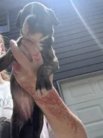 Lady, a female Boxer and American Pit Bull Terrier for sale in Dallas, GA – 1 of 6