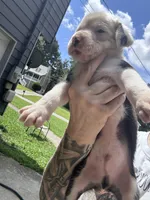 Oreo, a male Boxer and American Pit Bull Terrier for sale in Dallas, GA – 3 of 5
