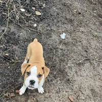 Ma, a female Boxer for sale in Dallas, GA – Photo 6 of 6