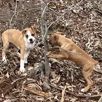 Ma, a female Boxer for sale in Dallas, GA – Photo 4 of 6