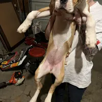 Ma, a female Boxer for sale in Dallas, GA – Photo 2 of 6
