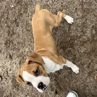 Ma, a female Boxer for sale in Dallas, GA – Photo 5 of 6