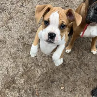 Ma, a female Boxer for sale in Dallas, GA – Photo 3 of 6