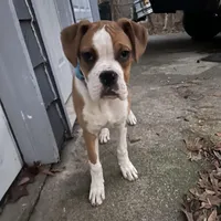 Ma, a female Boxer for sale in Dallas, GA – Photo 1 of 6