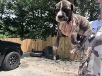 Lady, a female Boxer and American Pit Bull Terrier for sale in Dallas, GA – 3 of 6