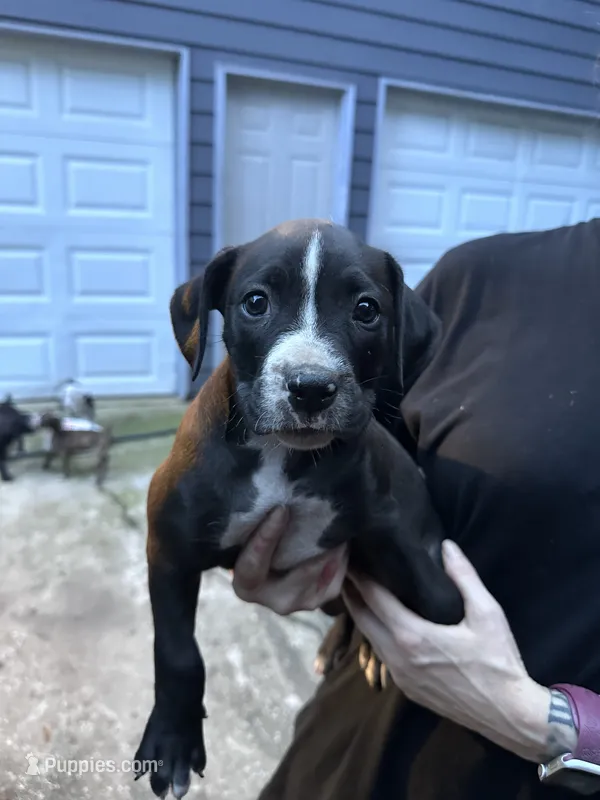 Poppy – Boxer, American Pit Bull Terrier puppy for sale in Dallas, GA