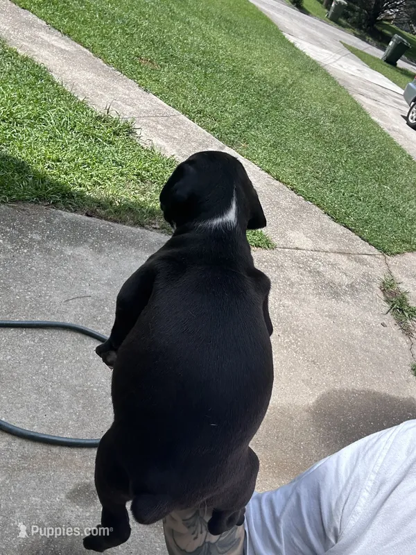 Poppy – Boxer, American Pit Bull Terrier puppy for sale in Dallas, GA