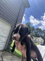Poppy, a female Boxer and American Pit Bull Terrier for sale in Dallas, GA – 4 of 6