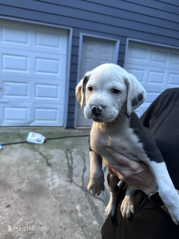 Panda – Boxer, American Pit Bull Terrier puppy for sale in Dallas, GA