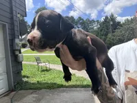 Poppy, a female Boxer and American Pit Bull Terrier for sale in Dallas, GA – 2 of 6