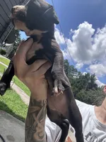 Poppy, a female Boxer and American Pit Bull Terrier for sale in Dallas, GA – 6 of 6