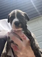 Lady, a female Boxer and American Pit Bull Terrier for sale in Dallas, GA – 4 of 6