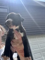Luna, a female Boxer and American Pit Bull Terrier for sale in Dallas, GA – 1 of 5