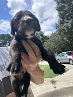 Peter, a male Boxer and American Pit Bull Terrier for sale in Dallas, GA – 3 of 4