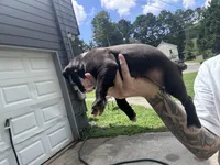 Poppy, a female Boxer and American Pit Bull Terrier for sale in Dallas, GA – 5 of 6
