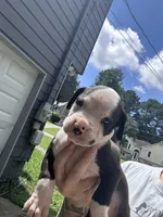 Oreo, a male Boxer and American Pit Bull Terrier for sale in Dallas, GA – 5 of 5