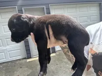Peter, a male Boxer and American Pit Bull Terrier for sale in Dallas, GA – 4 of 4