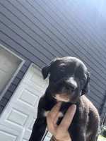 Peter, a male Boxer and American Pit Bull Terrier for sale in Dallas, GA – 1 of 4
