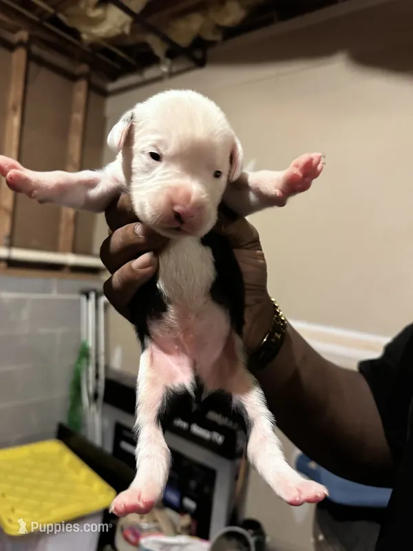 Panda – Boxer, American Pit Bull Terrier puppy for sale in Dallas, GA