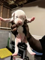 Panda, a male Boxer and American Pit Bull Terrier for sale in Dallas, GA – 1 of 5