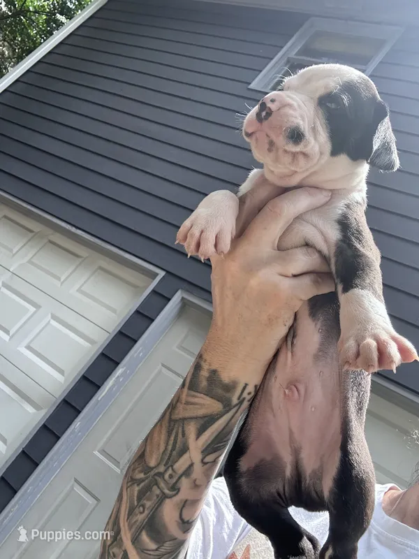 Oreo – Boxer, American Pit Bull Terrier puppy for sale in Dallas, GA