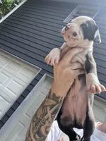Oreo, a male Boxer and American Pit Bull Terrier for sale in Dallas, GA – 1 of 5