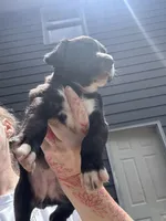 Luna, a female Boxer and American Pit Bull Terrier for sale in Dallas, GA – 3 of 5