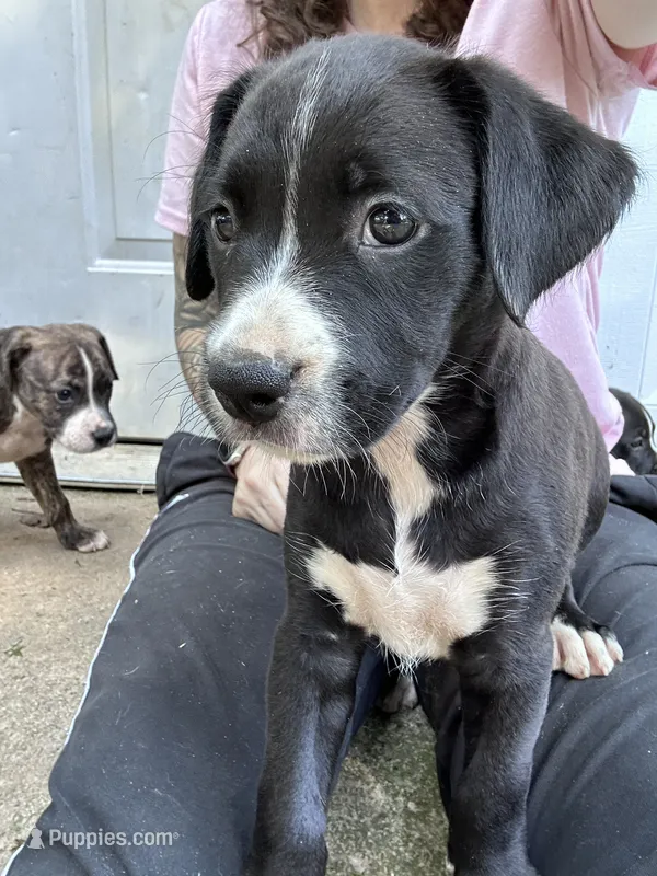 Luna – Boxer, American Pit Bull Terrier puppy for sale in Dallas, GA