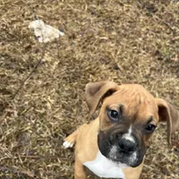 Max, a male Boxer for sale in Dallas, GA – Photo 4 of 8