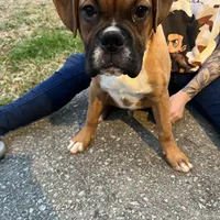 Max, a male Boxer for sale in Dallas, GA – Photo 8 of 8